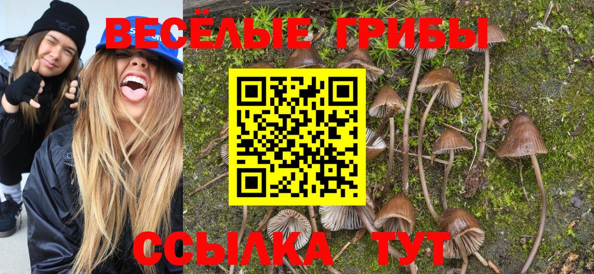 Псилоцибиновые грибы мицелий  Галлюциногенные грибы Psilocybe  Вход с VPN  где купить наркотик  Междуреченск 